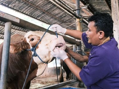Kesehatan Hewan Kurban: Apakah Daging Yang Di Terima Aman?