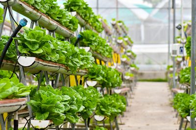 Urban Gardening: Menanam Sayur Di Tengah Kota yang Padat
