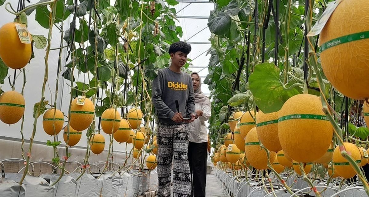 Kulon Progo Punya Cerita: Petik Melon Sendiri, Langsung Lahap!