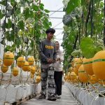 Kulon Progo Punya Cerita: Petik Melon Sendiri, Langsung Lahap!