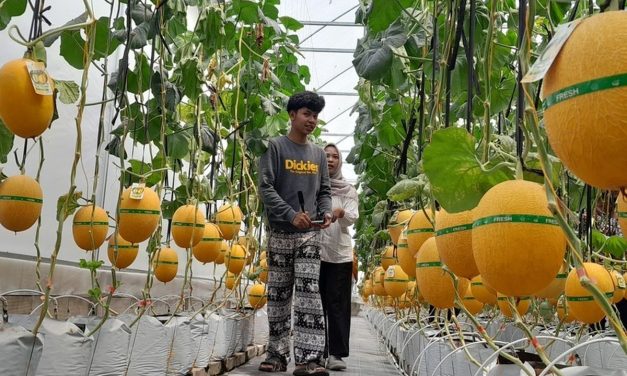 Kulon Progo Punya Cerita: Petik Melon Sendiri, Langsung Lahap!