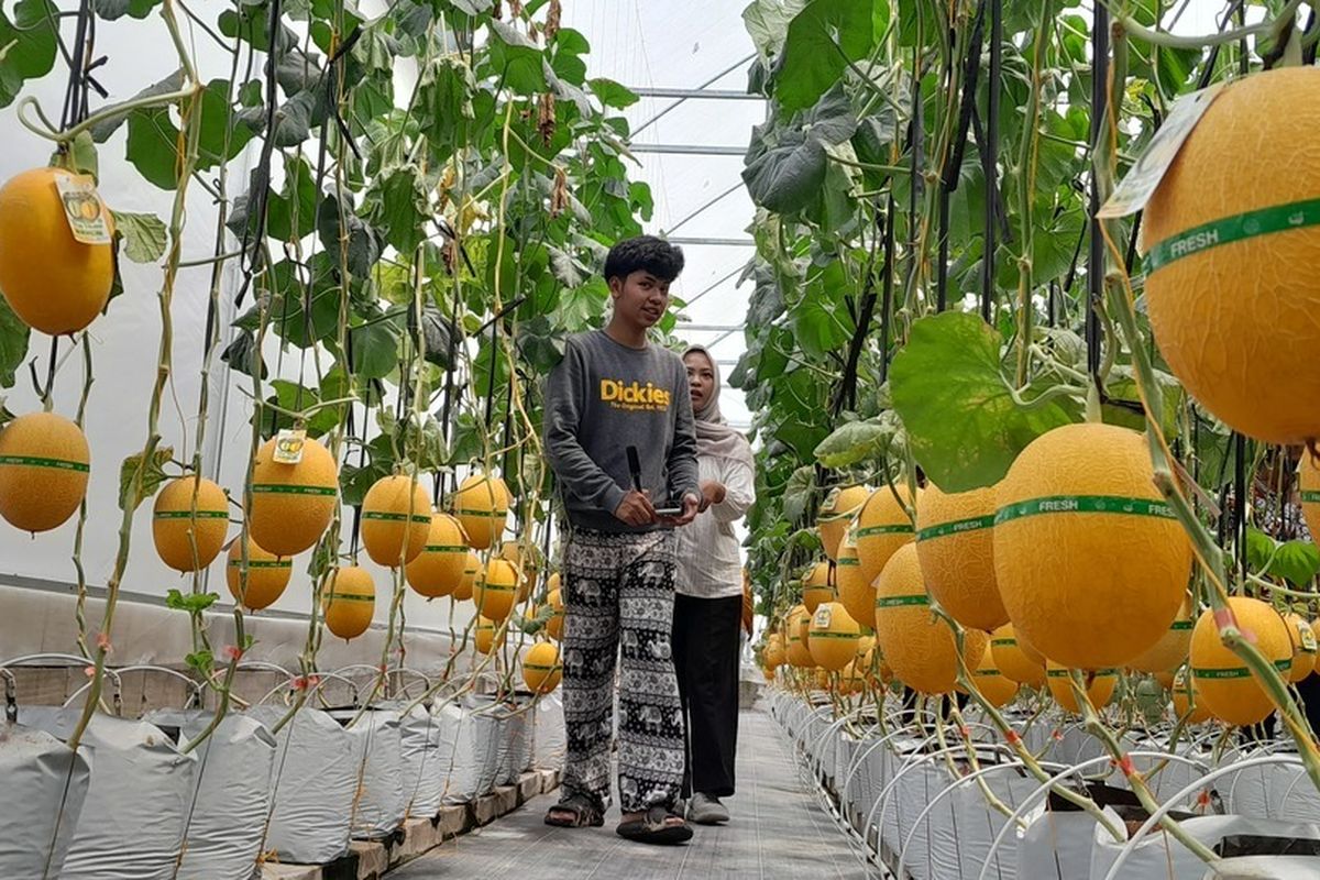 Kulon Progo Punya Cerita: Petik Melon Sendiri, Langsung Lahap!