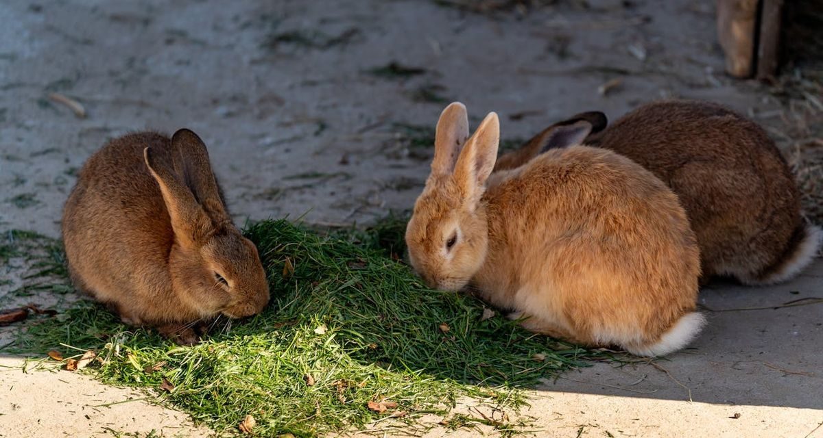 Okunoshima: Surga Kelinci Paling Gemoy Di Jepang!
