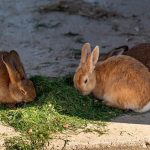 Okunoshima: Surga Kelinci Paling Gemoy Di Jepang!