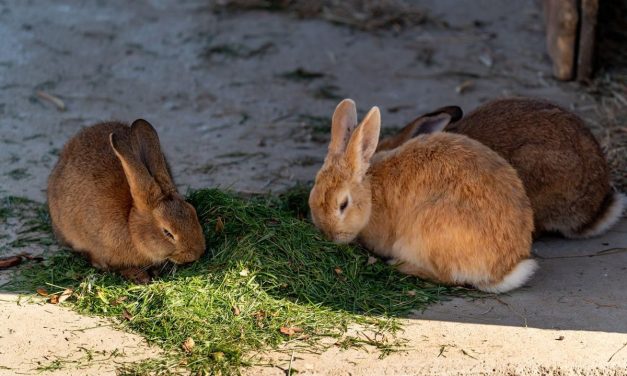 Okunoshima: Surga Kelinci Paling Gemoy Di Jepang!