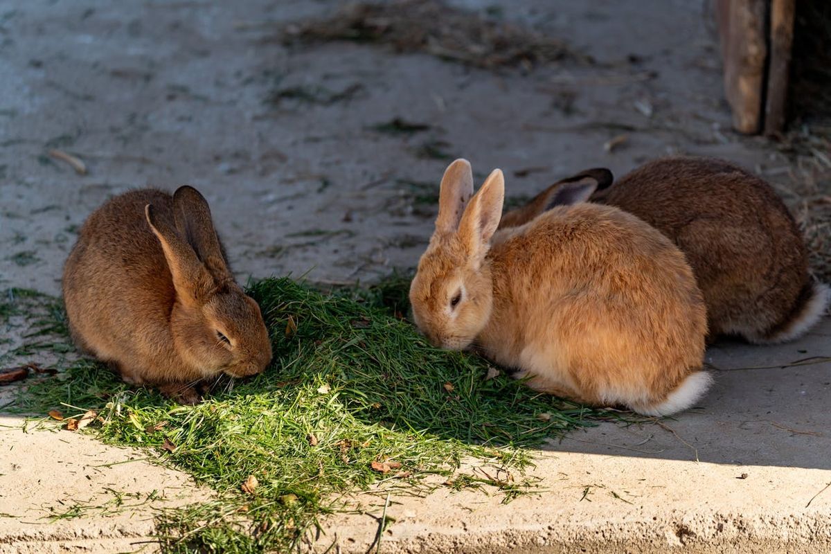 Okunoshima: Surga Kelinci Paling Gemoy Di Jepang!