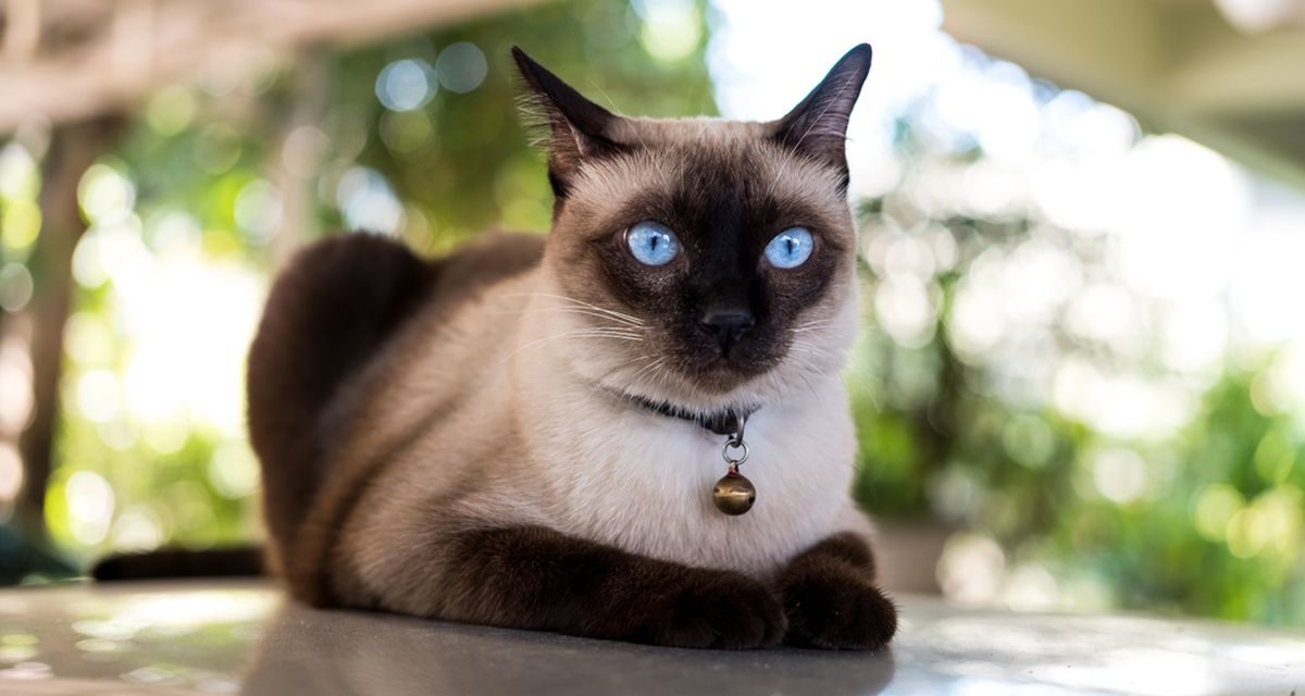 Mau Pelihara Kucing? Cek Ras Asli Asia Yang Ramah Ini