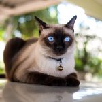 Mau Pelihara Kucing? Cek Ras Asli Asia Yang Ramah Ini