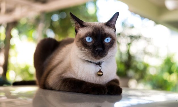 Mau Pelihara Kucing? Cek Ras Asli Asia Yang Ramah Ini