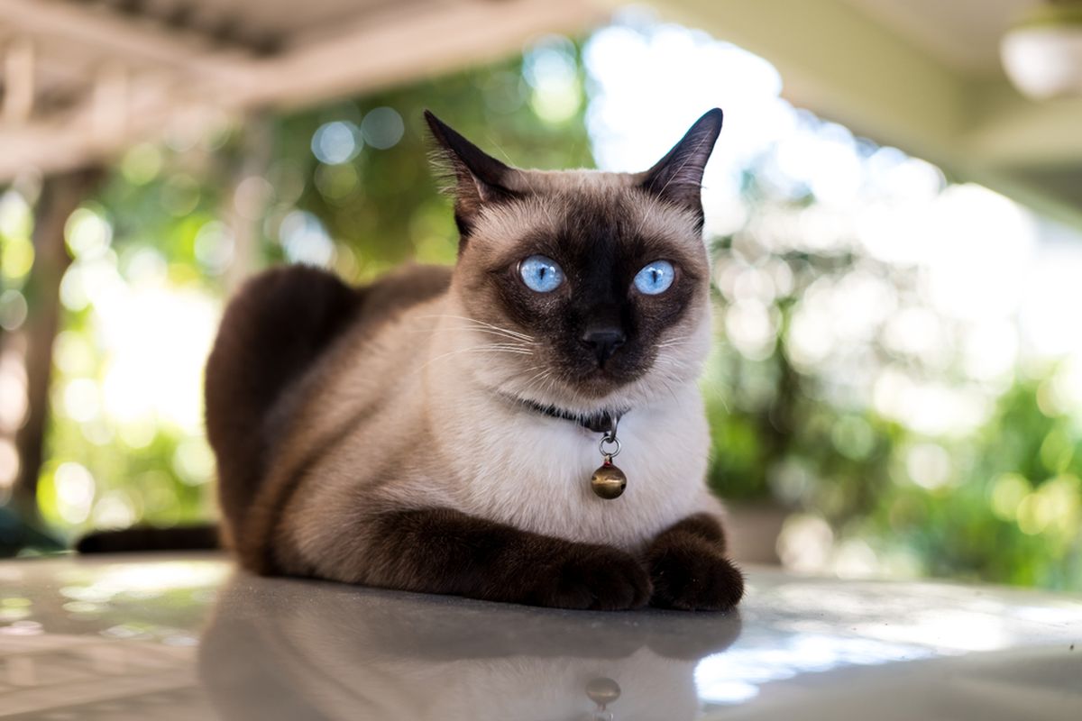 Mau Pelihara Kucing? Cek Ras Asli Asia Yang Ramah Ini