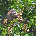 Jarang Di Ketahui, 3 Primata Ini Makin Langka